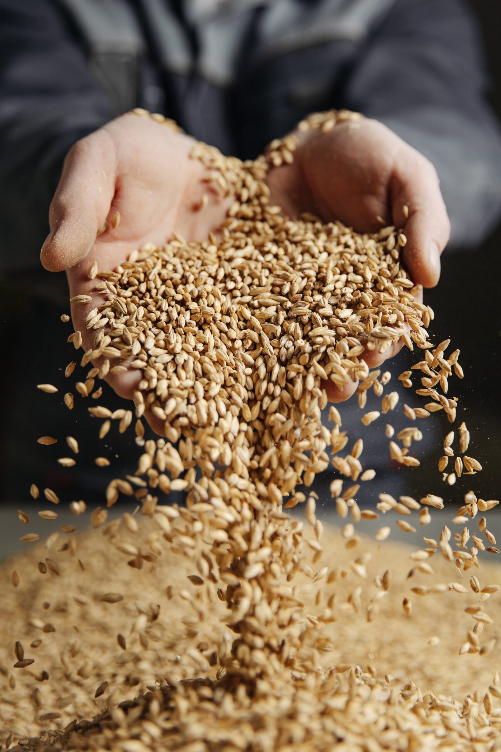 Image of holding grains of malt in hands.