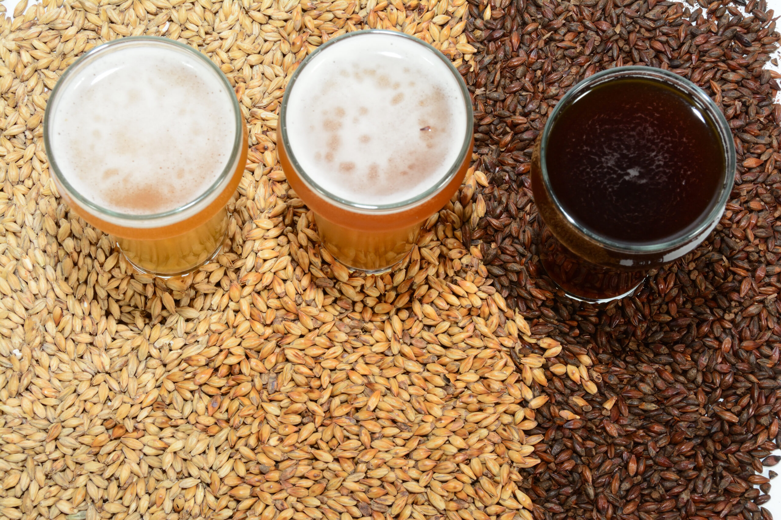 Beer ingredients with various grains illustrating different colors and the beers produced from different mixtures of grains.