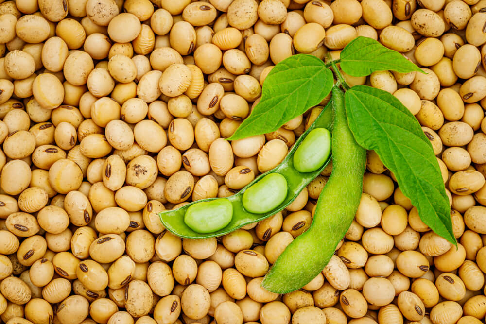 Image of a green soybean plant