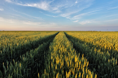 A large wheat field with a road down the middle.