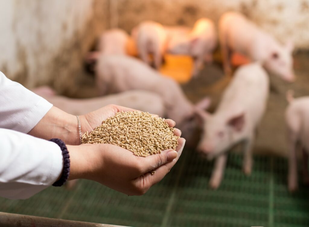 A woman holds a handful of grain feed with pigs in the background. 