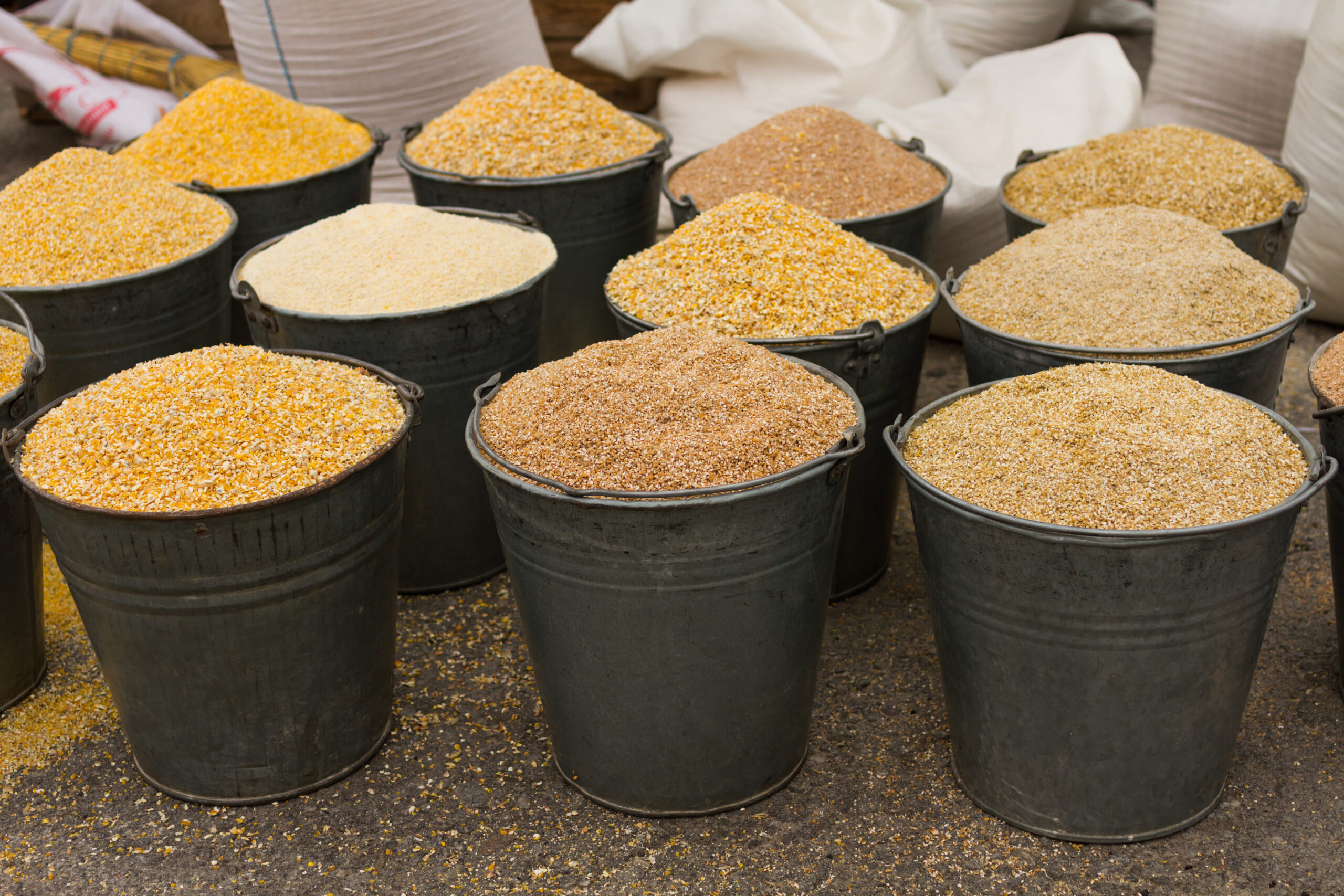 Buckets of corn animal feed