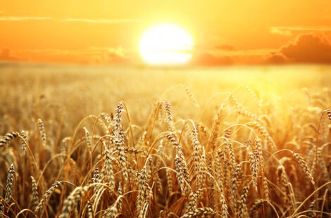 A large malt field with the sun in the background.