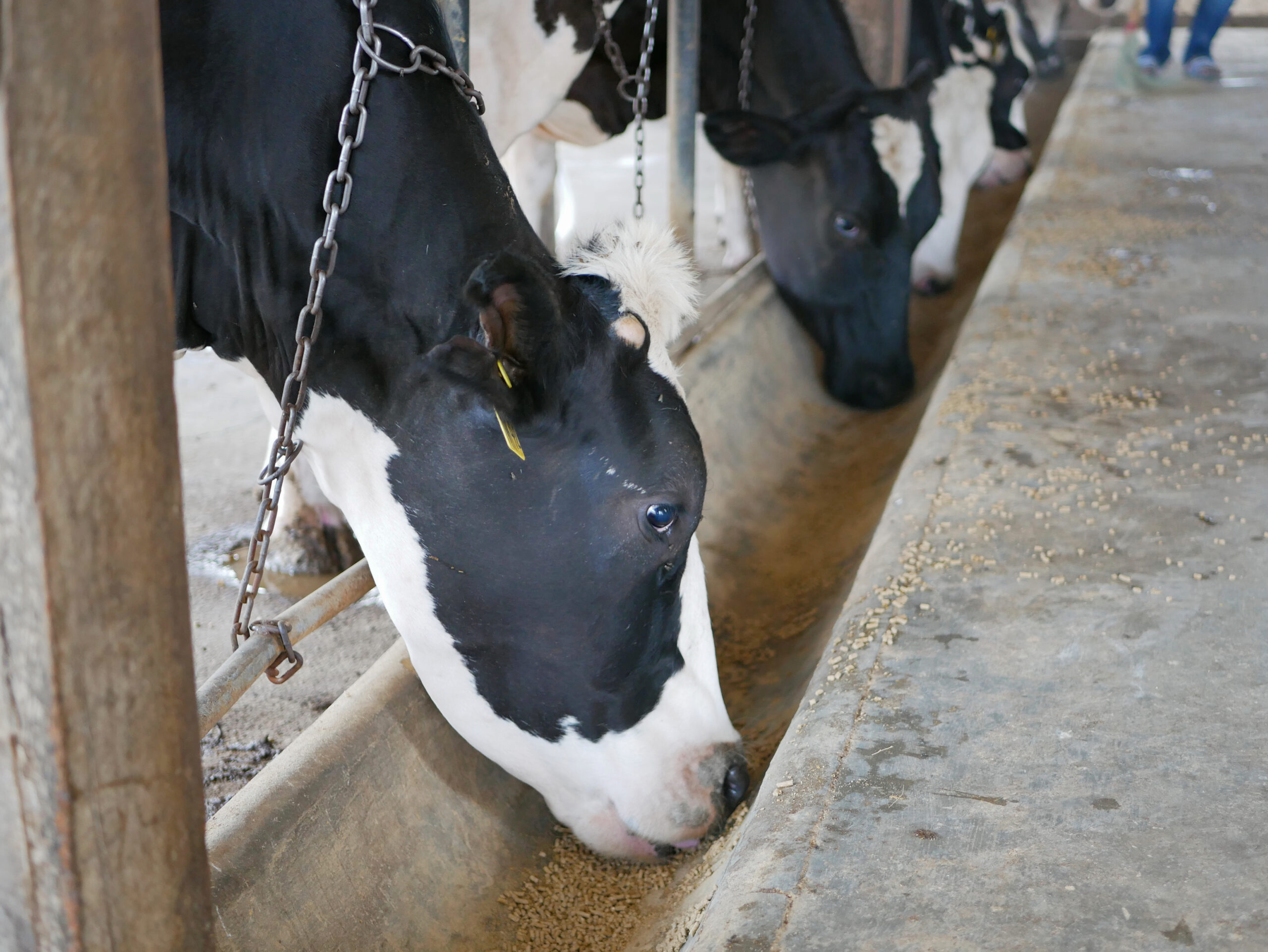 Dairy cows in a farm being fed with pellets.