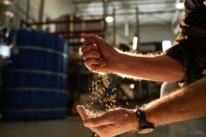 Close up of male hands in brewery pouring wheat grains in golden sunlight