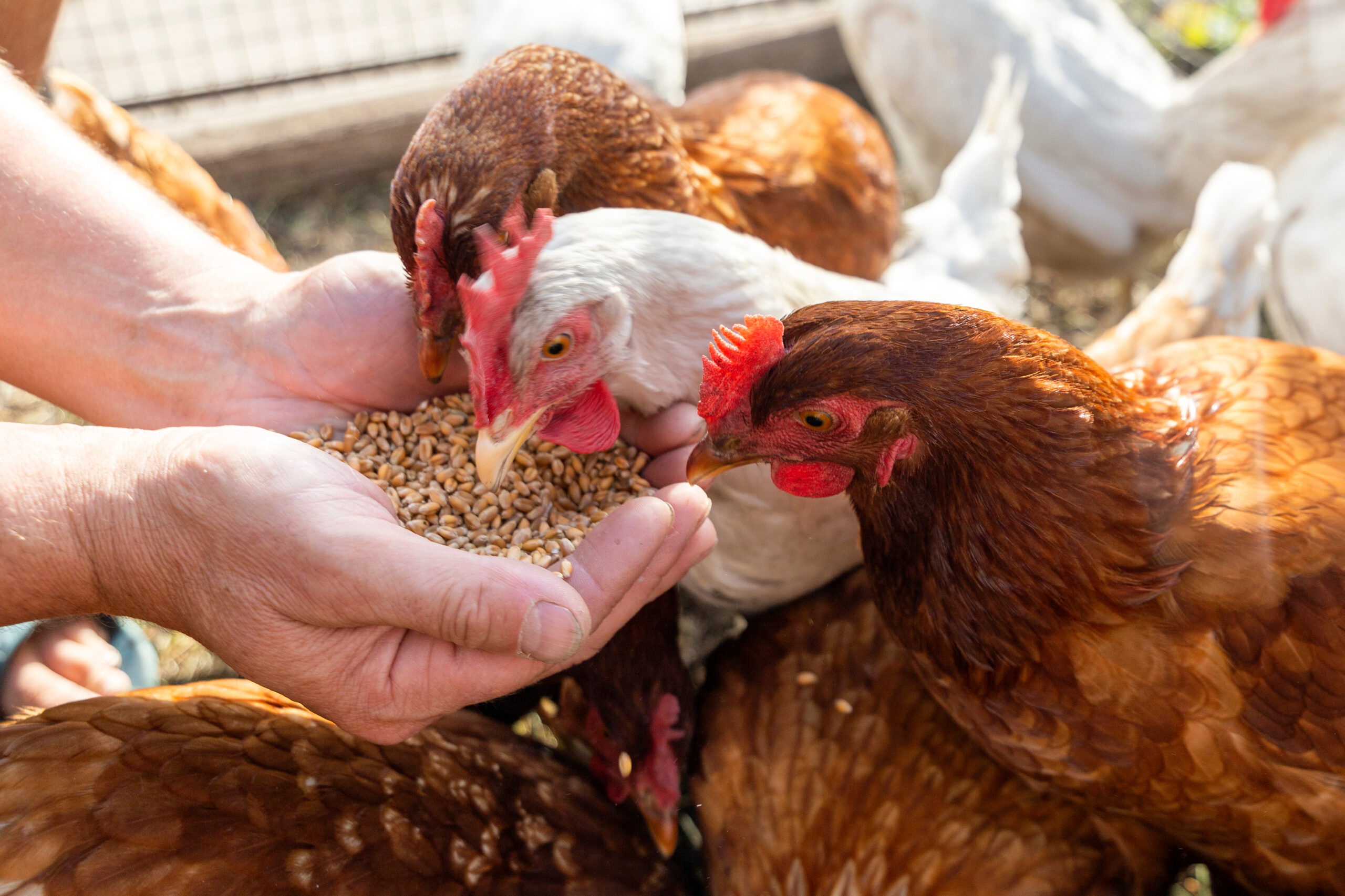 farmer hand-feeding hens with grain