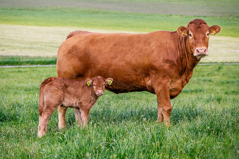 Healthy cow with calf in the pasture