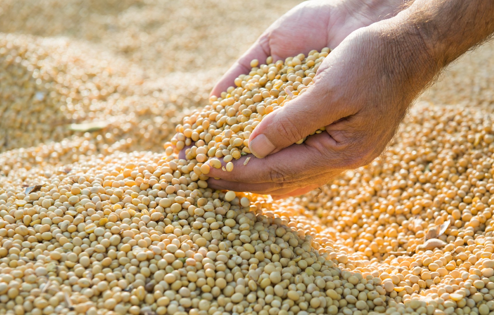Person running their hands through soy beans after they have been harvested.