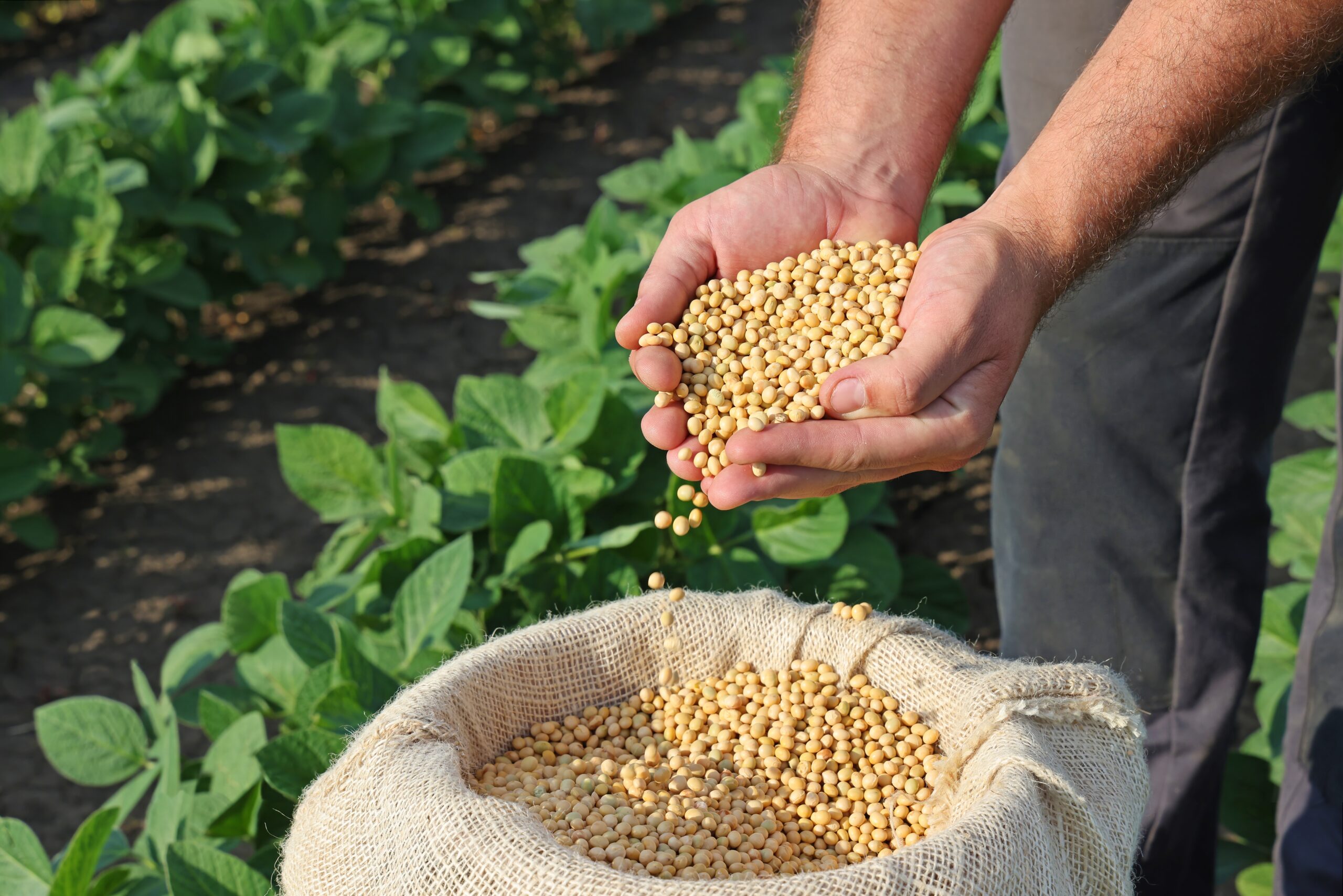 Soybeans in the hands of farmer before the soybean crush