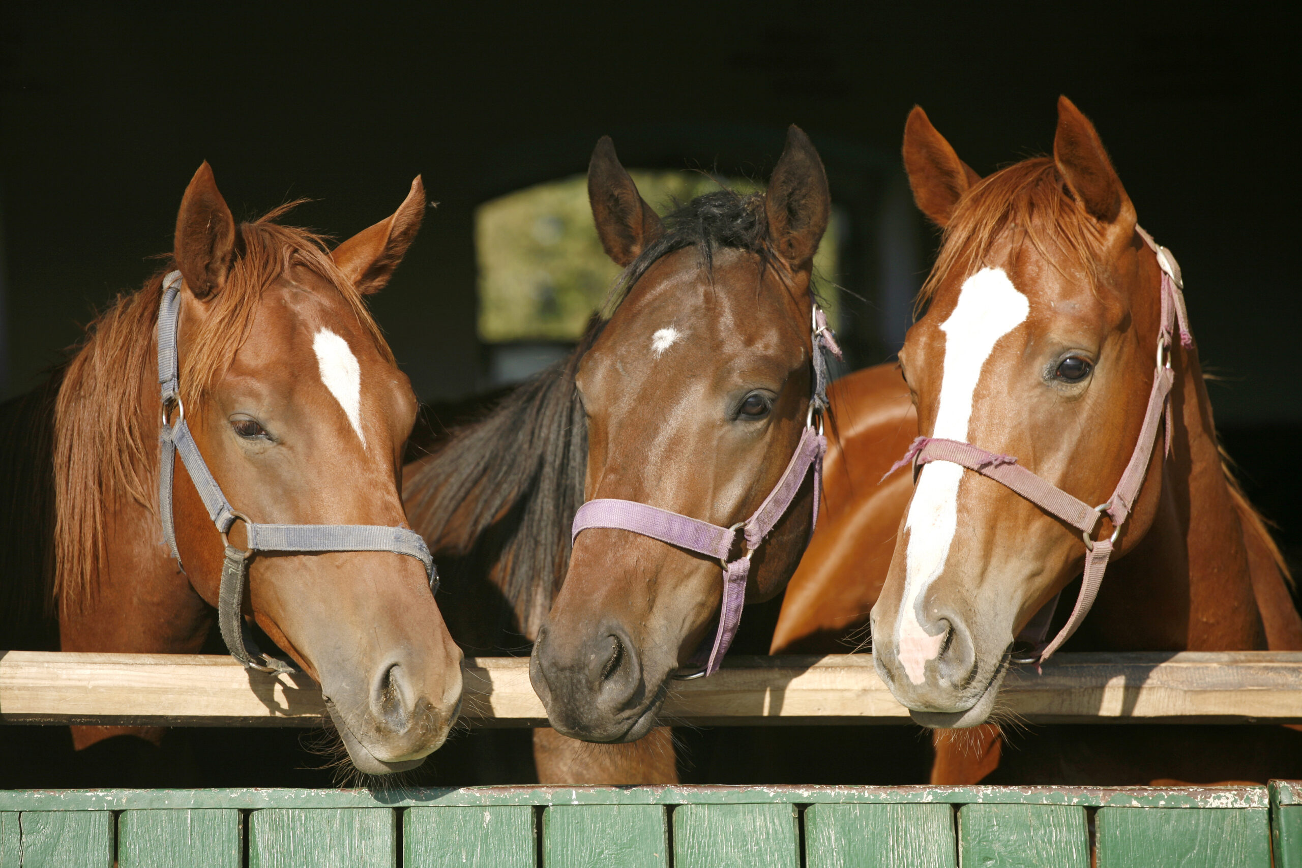 Healthy horses resulting from being fed the correct sized feed