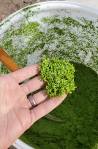 A hand holds bright green duckweed over a bucket