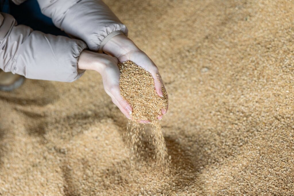 A person holds finely ground agricultural feed. 